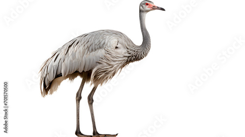 A majestic sandhill crane, with its long neck and graceful legs, stands tall as a symbol of freedom and resilience in the natural world