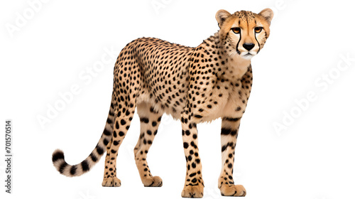 A sleek cheetah stands proud against a dark canvas  embodying the wild spirit of the savannah with its powerful snout and fierce gaze
