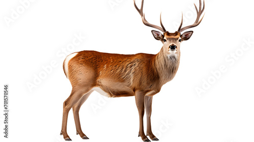 A majestic whitetail deer, adorned with magnificent antlers, gazes stoically into the darkness of the black background, evoking a sense of untamed beauty and the wildness of nature