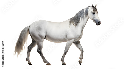 A majestic mustang horse stands tall, its white coat shining in the sunlight, as it gazes confidently ahead with its grey mane and tail flowing behind