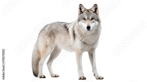 A majestic white wolf, resembling a mix of canis species, stands boldly against the stark black background, its powerful snout and piercing gaze exuding a sense of wildness and freedom in the great o photo