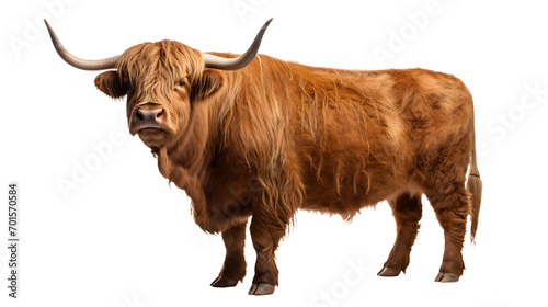 A majestic, untamed bovine stands tall with long, flowing locks and powerful horns, embodying the fierce spirit of the untamed wilderness photo