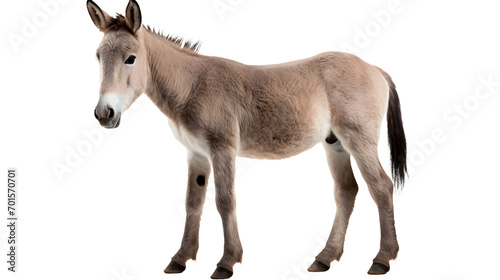 A solitary burro stands tall against a dark backdrop, its rugged snout and flowing mane a testament to the untamed spirit of this majestic equine © Daniel