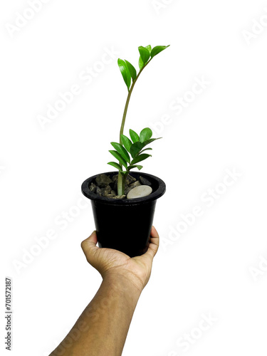 Roots of Tomorrow: Planting Trees to Save the Future