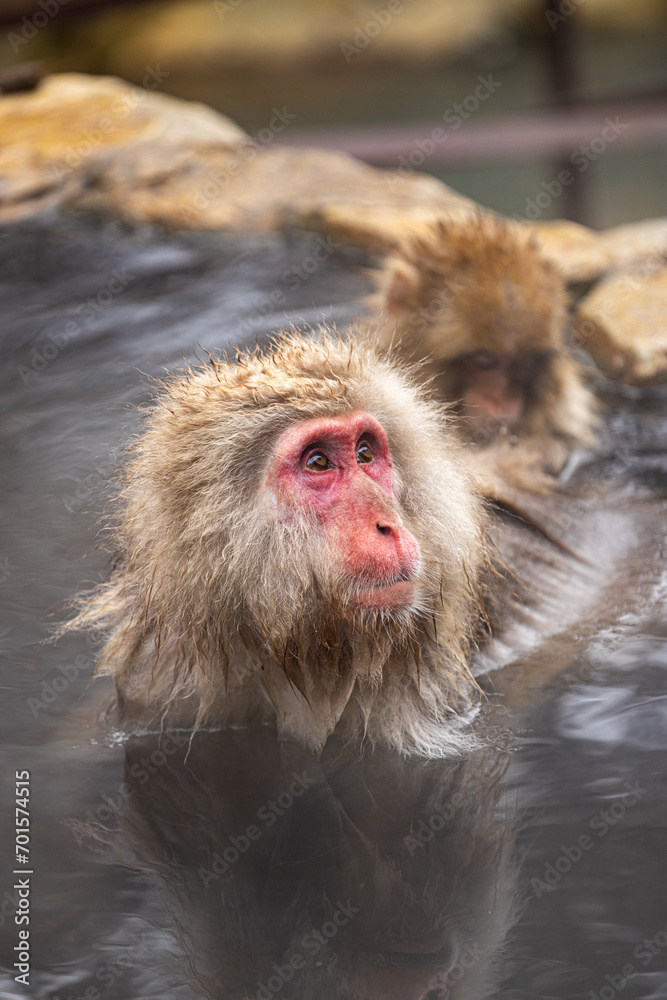 Naklejka premium Red-cheeked monkey in a hot spring in Japan. Snow Monkey Japanese Macaques bathe in onsen hot springs of Nagano, Japan