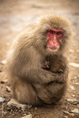 Red-cheeked monkey in a hot spring in Japan. Snow Monkey Japanese Macaques bathe in onsen hot springs of Nagano  Japan