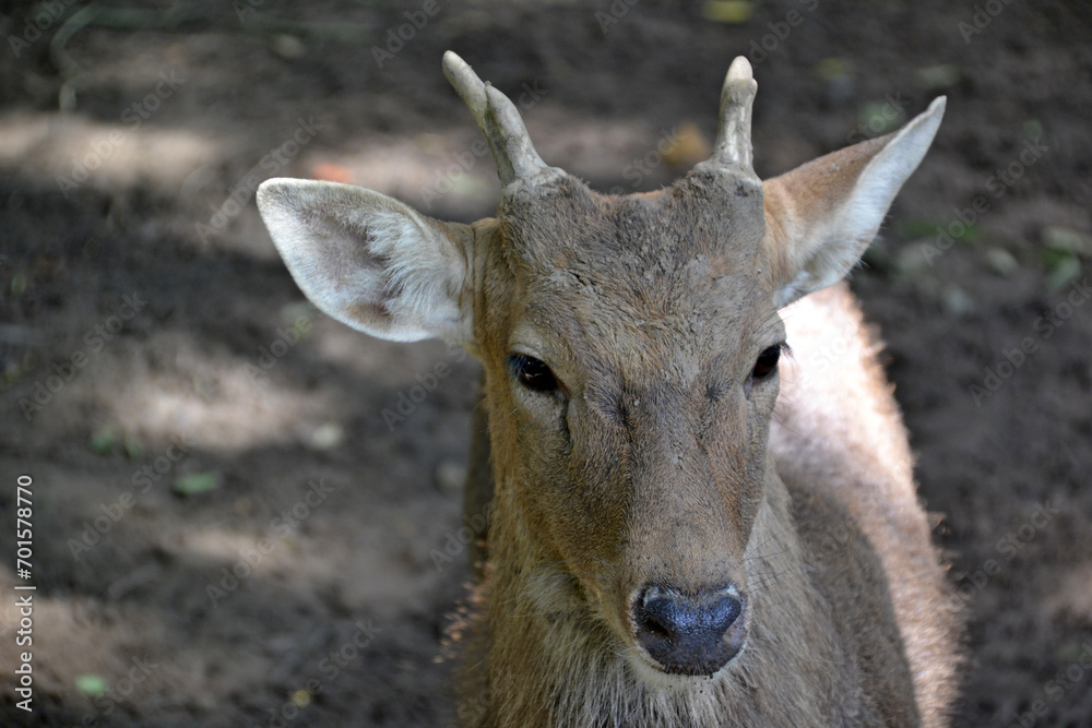Vietnam, zoo, deer head with horns close up Vietnam, zoo, deer head with horns close up