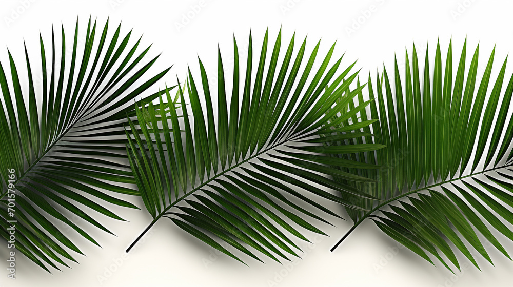Obraz premium palm tree leaves