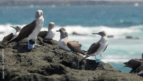 Several wild blue-footed boobies (Sula nebouxii) with bright blue feet greet each other on a volcanic rock on Santa Cruz Island in the Galápagos Islands. photo