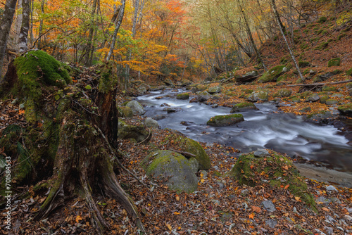 紅葉の中の苔むした枯れ木と渓流