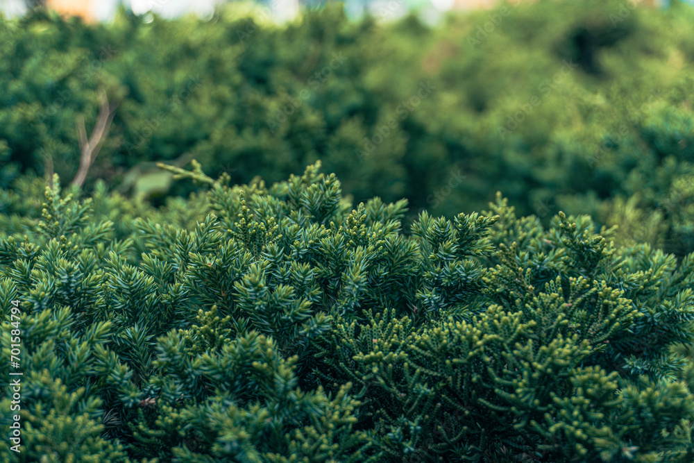close up of green grass