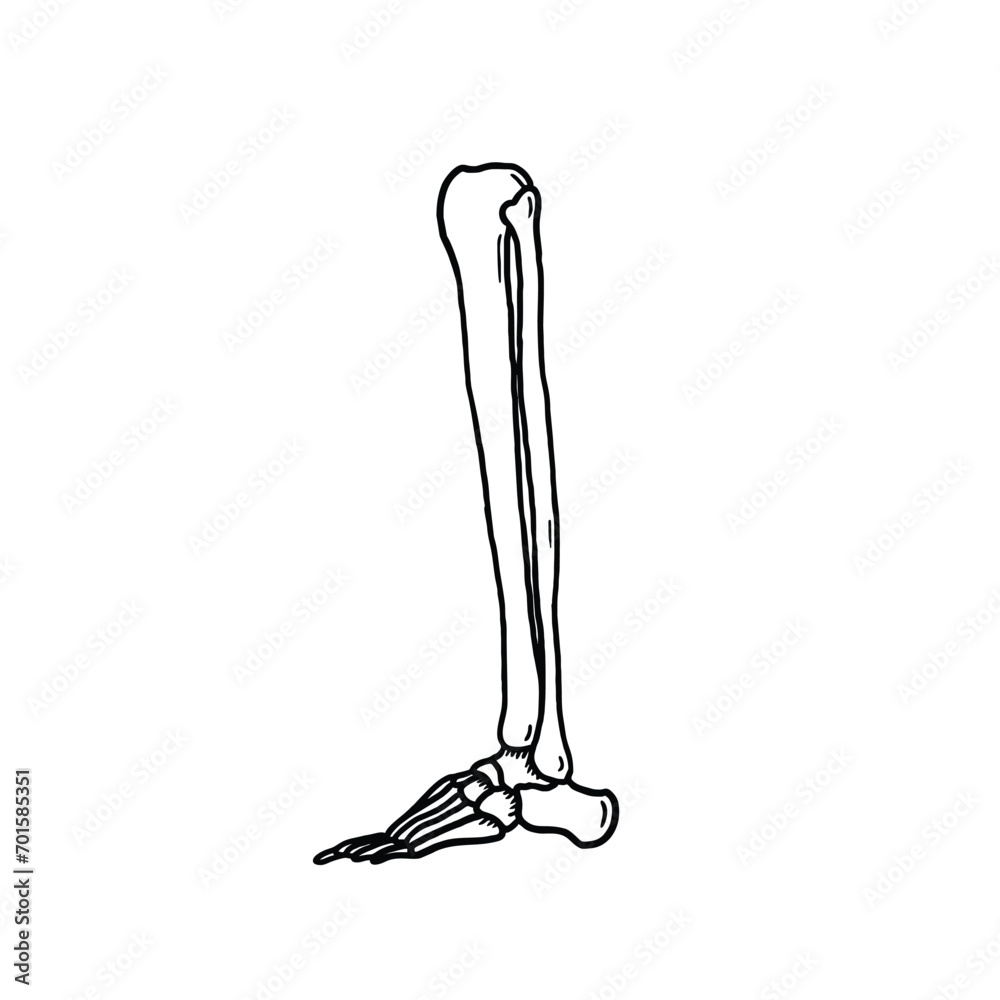 leg bone skeleton vector illustration