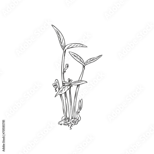 Microgreen mung, hand drawn black and white sketch, isolated vector