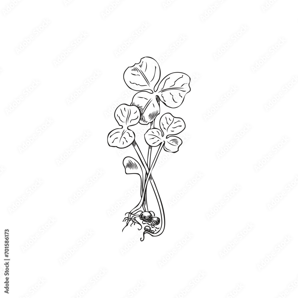 Microgreens clover plant small bunch, vector engraved hand drawn natural organic healthy herb, raw sprouts with leaves