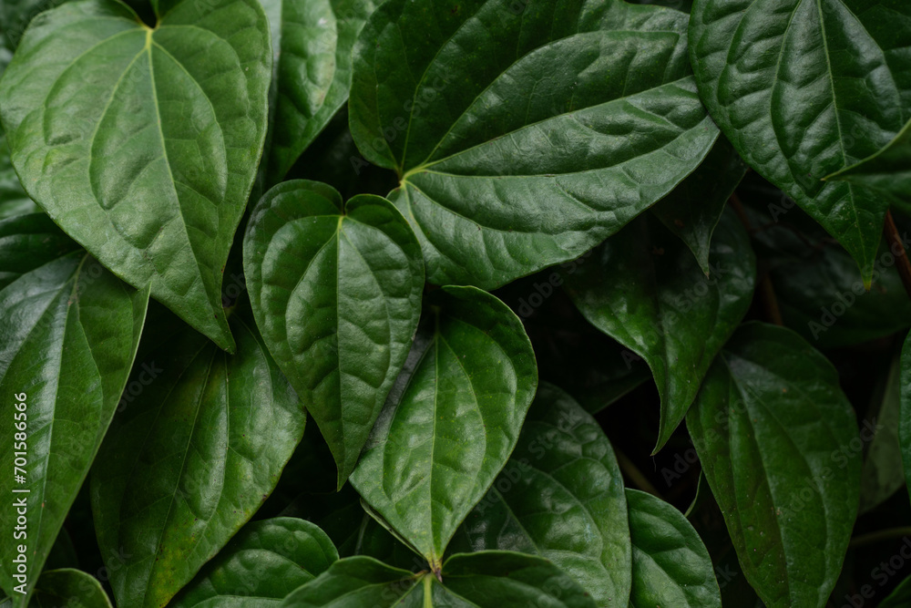abstract green leaf texture, dark blue tone nature background, tropical leaf abstract green leaf texture, dark blue tone nature background, tropical leaf