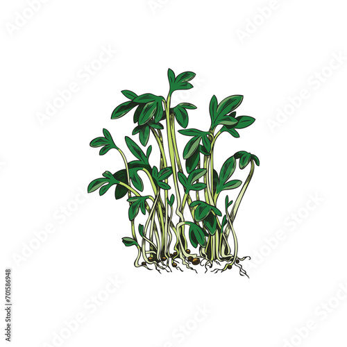 Watercress microgreen sprouts bunch, sketch vector illustration isolated.