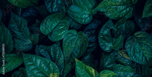 Group of dark green tropical leaves background  Nature Lush Foliage Leaf Texture  tropical leaf.