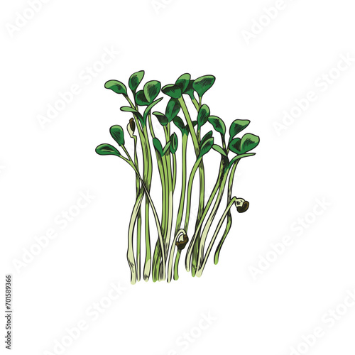 Hand drawn colorful bush or rape micro-green sprouts sketch style