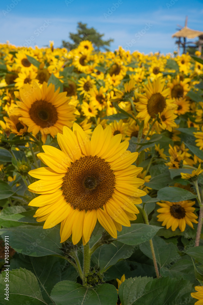 Fototapeta premium sunflower