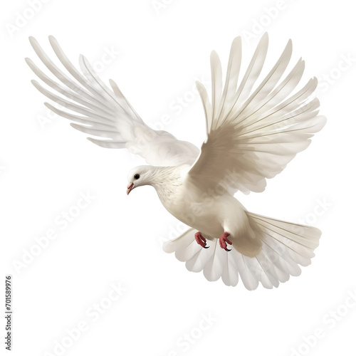 white dove flying © Anum