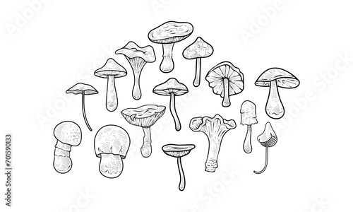 mushroom handdrawn collection