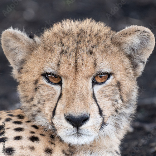 A portrait of a cheetah, Acinonyx jubatus