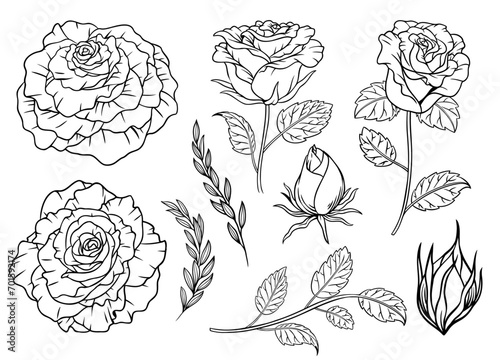 Hand Drawn Rose Flower Line Art with Leaves Element