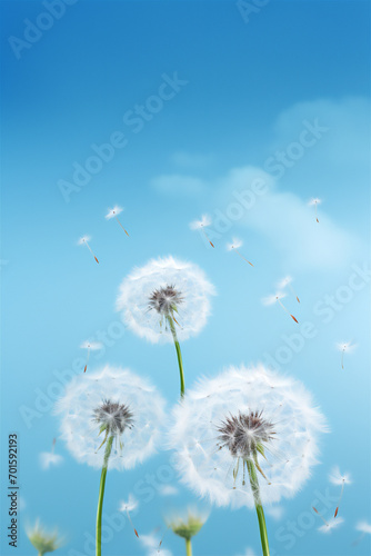 Beautiful white dandelion on blue background