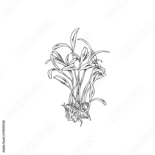 Hand drawn monochrome sprouts of amaranth micro-green