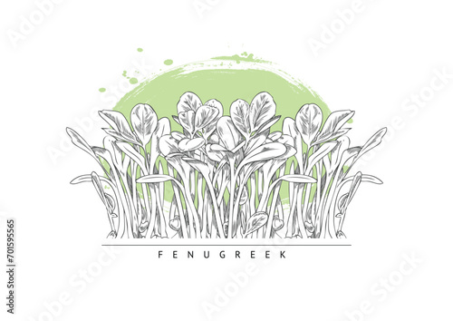 Hand drawn monochrome fenugreek micro-green sprouts sketch style