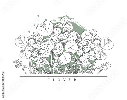 Clover microgreen, vector design composition on white, sketch style.