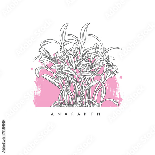 Hand drawn monochrome bunch of amaranth micro-green sprouts