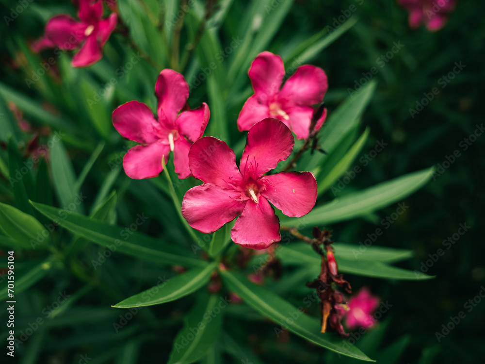 Oleander flower Oleander flower