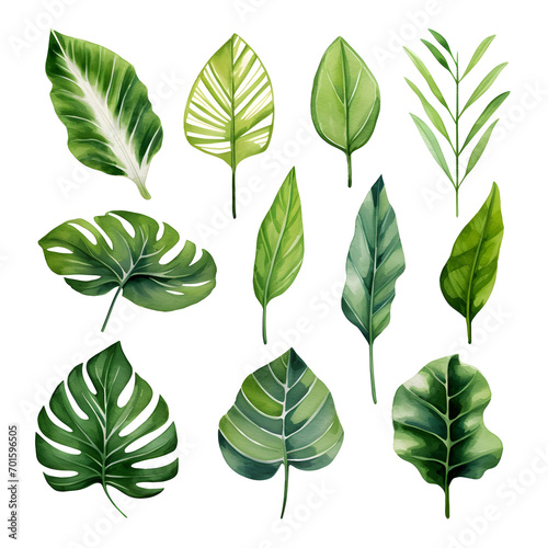 Set of watercolor tropical leaves isolated 