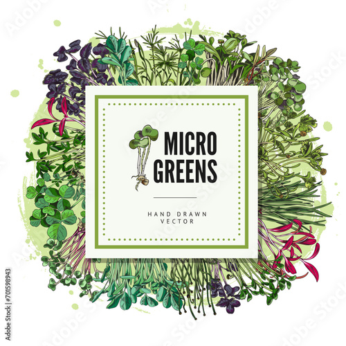 Microgreens square label vector design, hand drawn natural watercress, clover, coriander salad herb organic healthy food