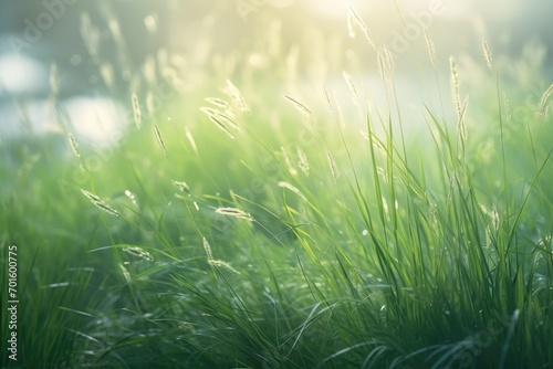 Lush blades of grass adorned with glistening morning dew, a captivating display of nature's sparkle