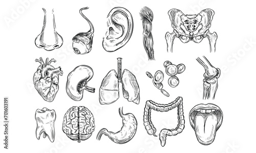 human organs handdrawn collection