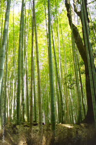 京都嵐山竹藪