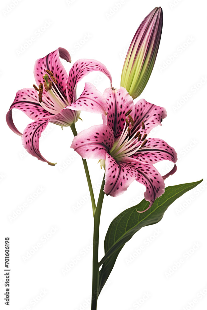 Top side closeup macro view of A collection two, three Belladonna Lily flowers isolated on white background Top side closeup macro view of A collection two, three Belladonna Lily flowers isolated on white background