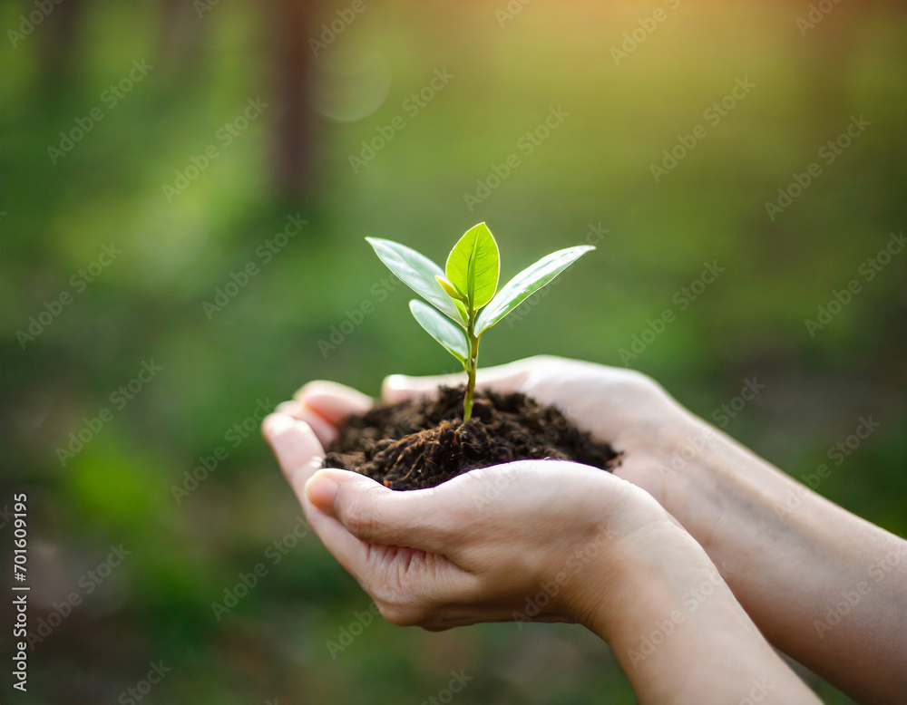 environment Earth Day. In the hands of trees growing seedlings. Bokeh green Background Female hand holding tree on nature field grass Forest conservation concept environment Earth Day. In the hands of trees growing seedlings. Bokeh green Background Female hand holding tree on nature field grass Forest conservation concept