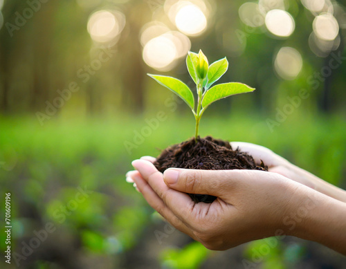 Wallpaper Mural environment Earth Day. In the hands of trees growing seedlings. Bokeh green Background Female hand holding tree on nature field grass Forest conservation concept Torontodigital.ca