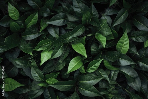 Green leaves background