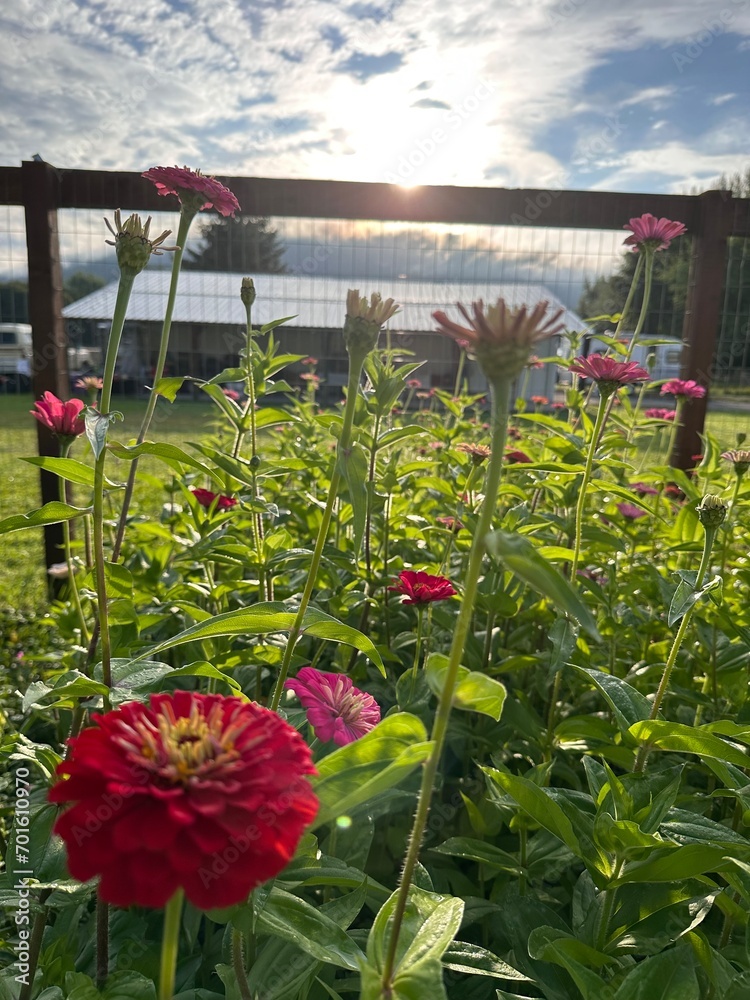 custom made wallpaper toronto digitalflowers in the garden