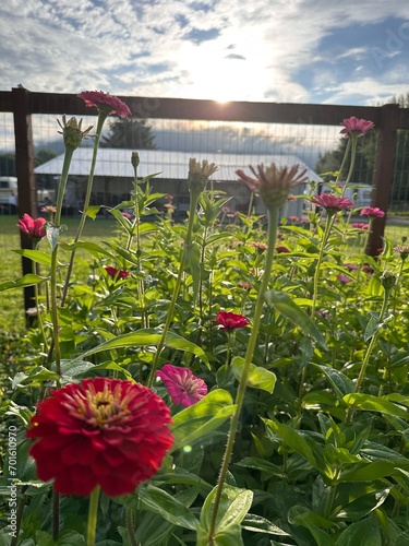 Wallpaper Mural flowers in the garden Torontodigital.ca