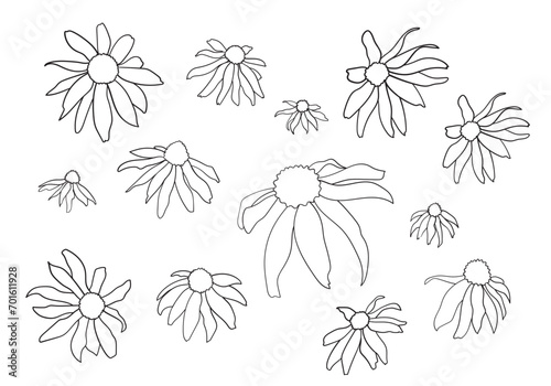 Set of hand drawn garden flower outlines. Collection of vector brushed design elements