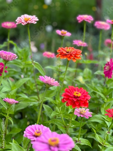 red and yellow flowers