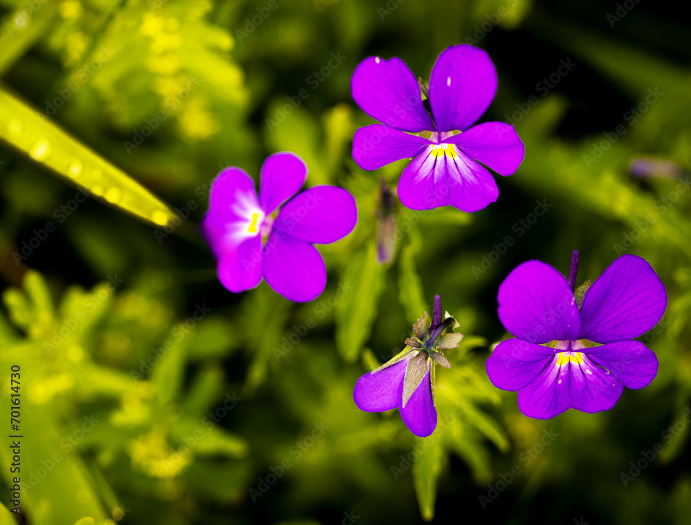 Fototapeta premium flowers in the garden