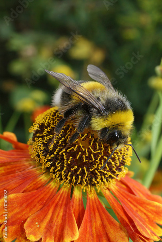 Closeup on a fluffy White-tailed bumblebee , Bombus lucorum on an orange Helenium autumnale flower photo