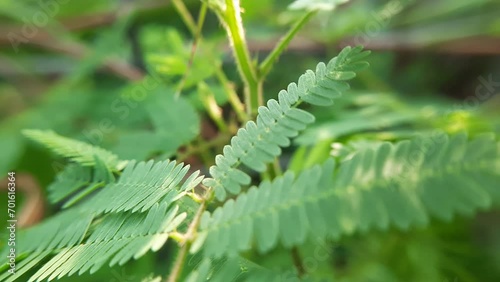 closeup flora footage macro cicer mil kvetch herb fabaceae family