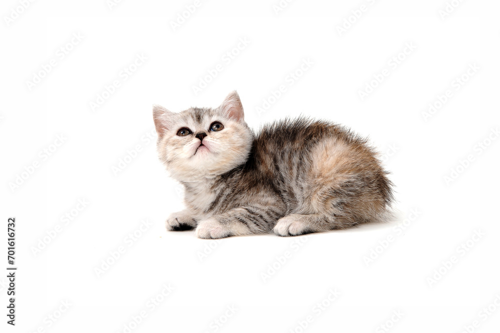 Fluffy purebred gray kitten on a white isolated background